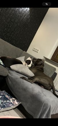 Wunderschöne und kräftige American Stafford Terrier Welpen abzugeben