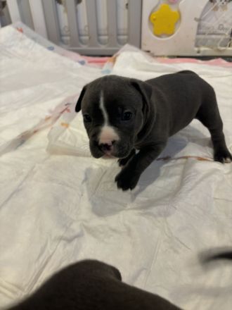 Wunderschöne und kräftige American Stafford Terrier Welpen abzugeben