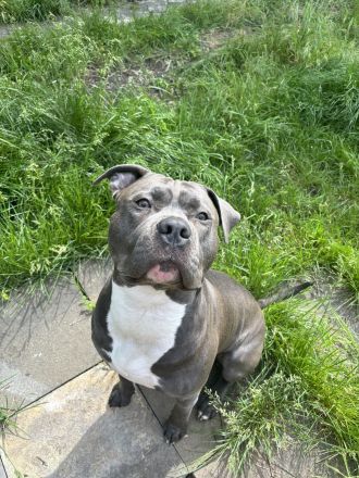 Wunderschöne und kräftige American Stafford Terrier Welpen abzugeben