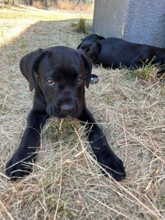 Cane Corso