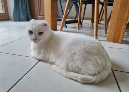 Kater sucht liebevolles Zuhause