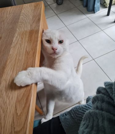 Kater sucht liebevolles Zuhause