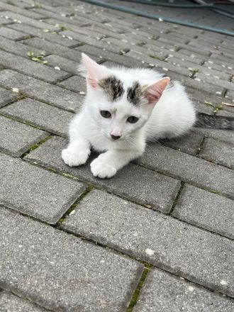 Verkaufe zwei Kitten