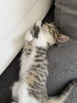 Verkaufe zwei Kitten