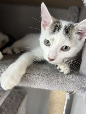 Verkaufe zwei Kitten