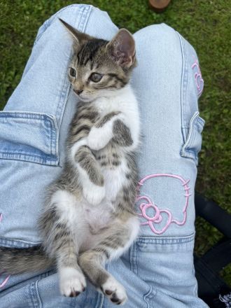 Verkaufe zwei Kitten