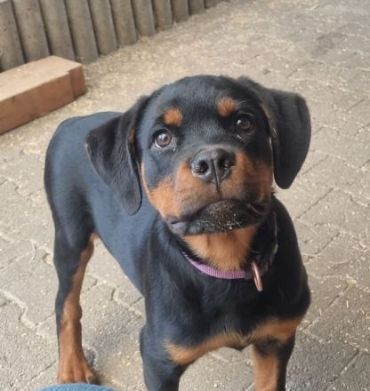 Rottweiler