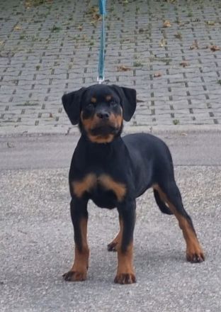 Rottweiler