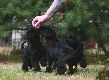 Schwarzer Zwergschnauzerrüde