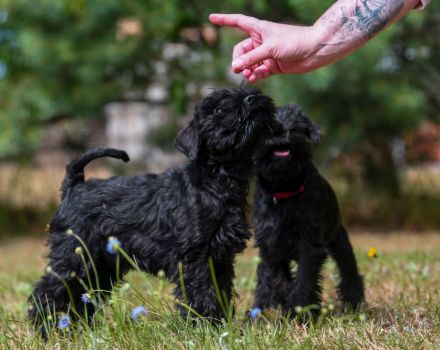 Schwarzer Zwergschnauzerrüde