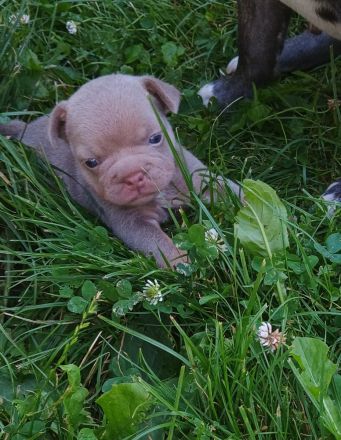 Französische Bulldogge Welpen