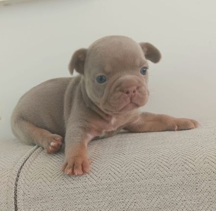 Französische Bulldogge Welpen