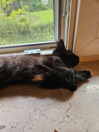 Kitten suchen ein gemütliches Körbchen