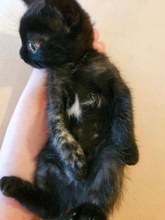 Kitten suchen ein gemütliches Körbchen