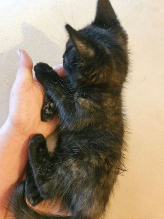 Kitten suchen ein gemütliches Körbchen