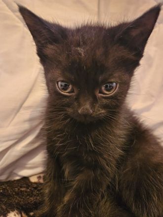 Kitten suchen ein gemütliches Körbchen