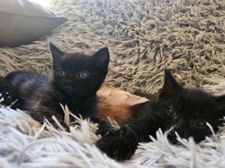 Kitten suchen ein gemütliches Körbchen