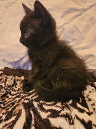 Kitten suchen ein gemütliches Körbchen