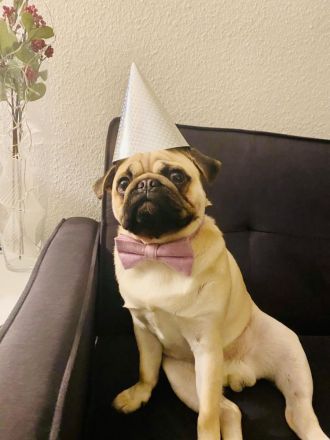 Liebevoller Mops-Rüde für Deckung