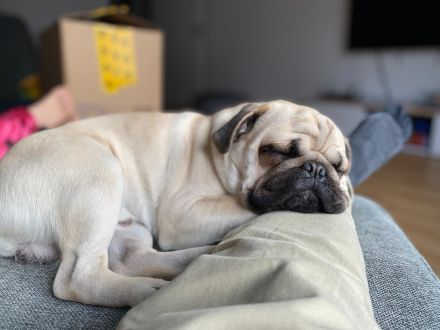 Liebevoller Mops-Rüde für Deckung