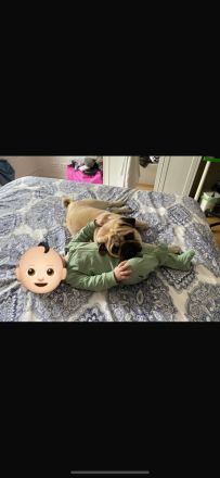 Liebevoller Mops-Rüde für Deckung