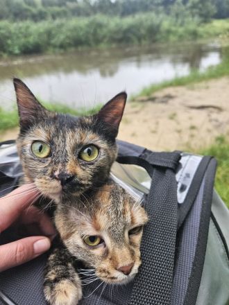 Junge Katze möchte ausziehen