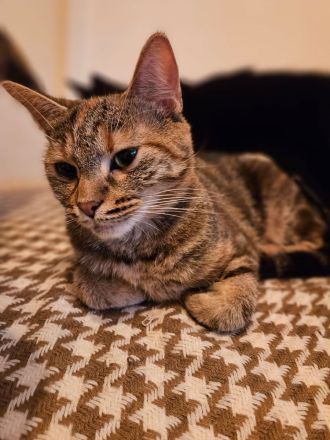 Junge Katze möchte ausziehen