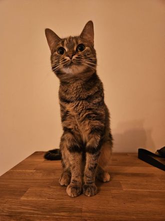 Junge Katze möchte ausziehen