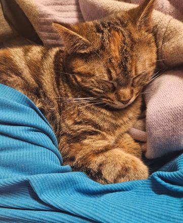 Junge Katze möchte ausziehen