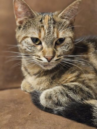 Junge Katze möchte ausziehen