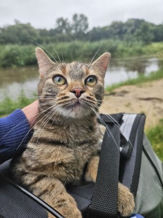Junge Katze möchte ausziehen