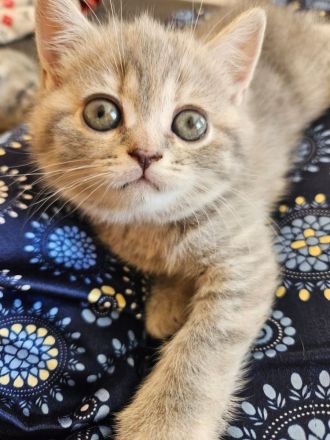 Britisch kurzhaar mix