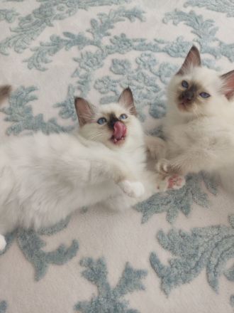 Heilige Birma Kitten