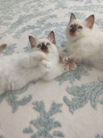 Heilige Birma Kitten