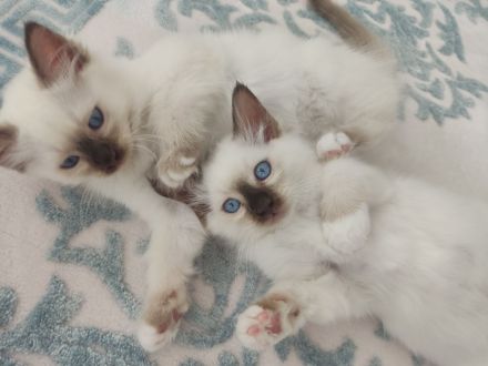 Heilige Birma Kitten