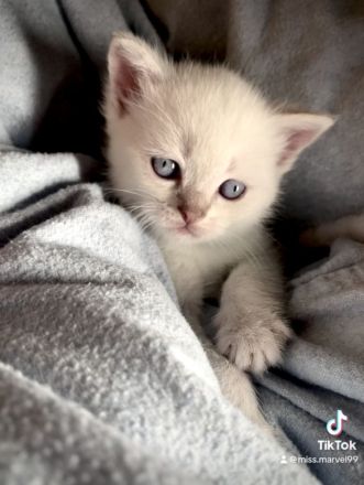 BKH Blue Point | BLH colorpoint silver