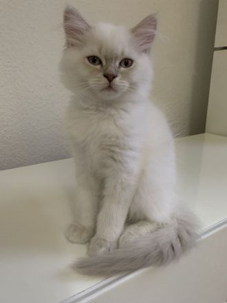 BKH Blue Point | BLH colorpoint silver