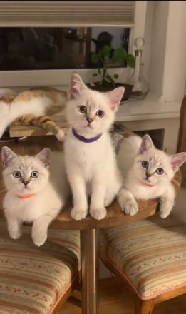 BKH Blue Point | BLH colorpoint silver