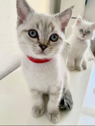 BKH Blue Point | BLH colorpoint silver