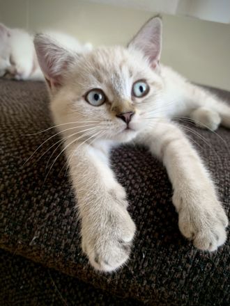 BKH Blue Point | BLH colorpoint silver