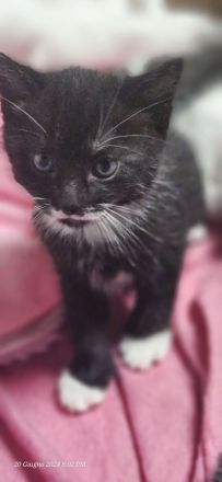 Weiß-schwarz  Katzen