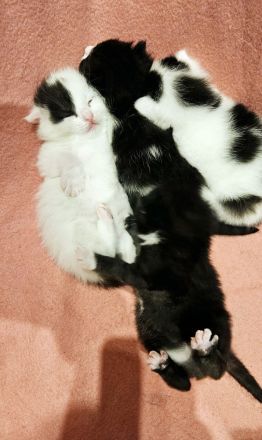 Weiß-schwarz  Katzen