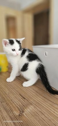 Weiß-schwarz  Katzen