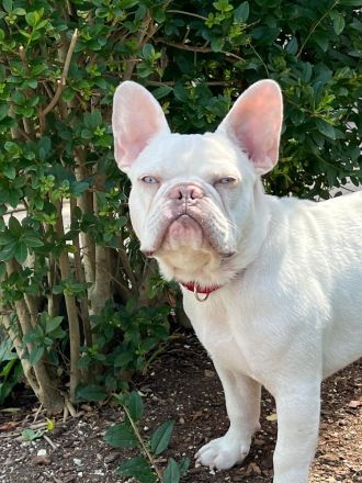 Französische Bulldogge