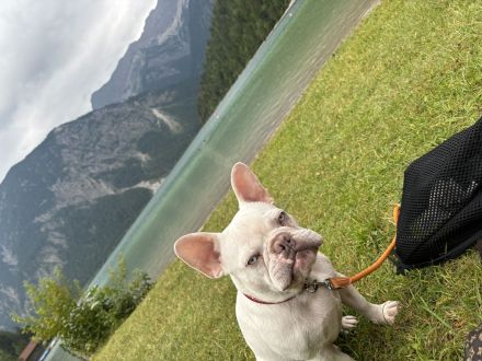 Französische Bulldogge