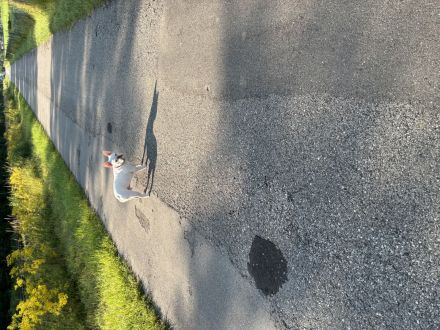 Französische Bulldogge