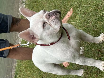 Französische Bulldogge