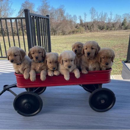 Golden Retriever Welpen mit Ahnentafel Abgabebereit