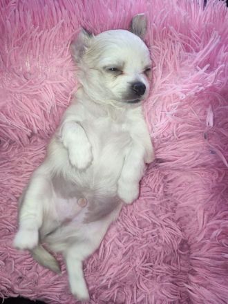 Chihuahua LH Welpen Abgabebereit