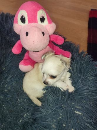 Chihuahua LH Welpen Abgabebereit